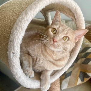 Hamlet Domestic Short Hair Cat