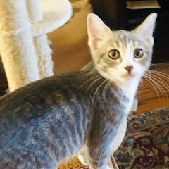Clarissa