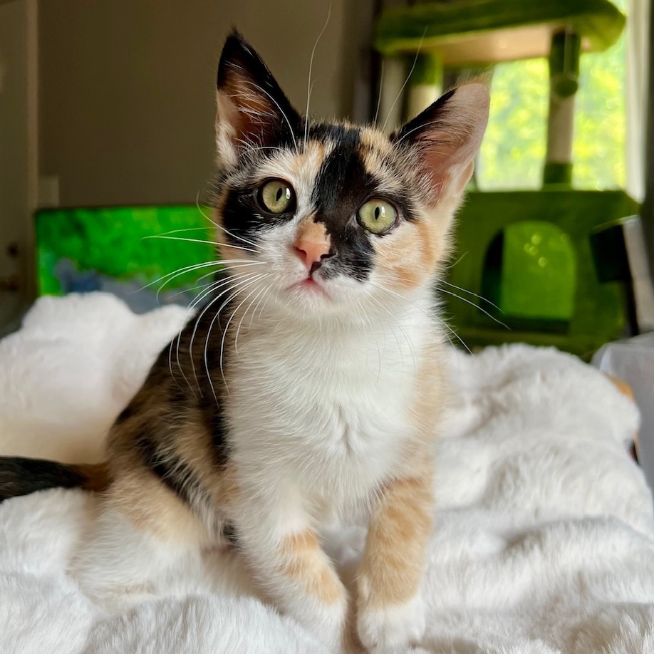 Lily