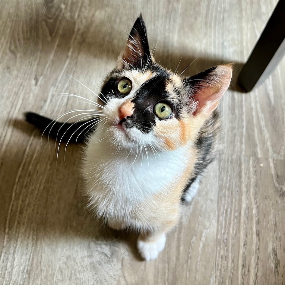Lily
