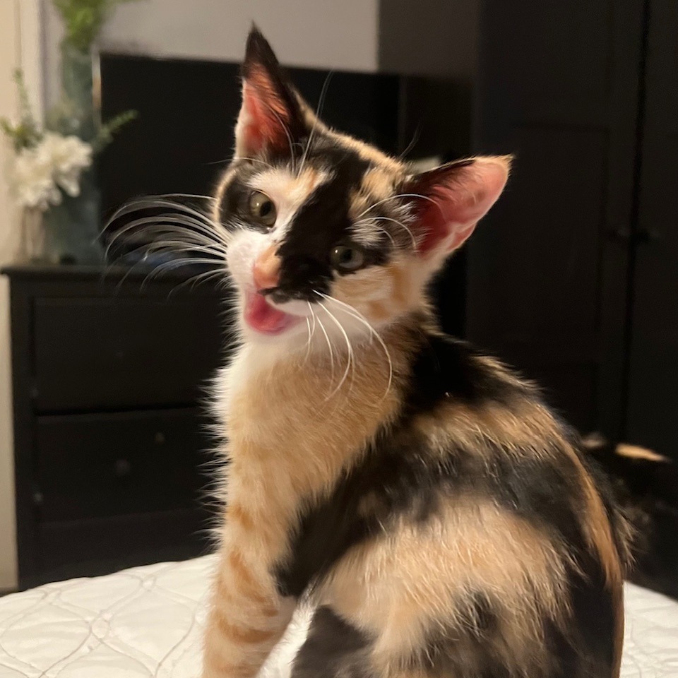 Lily