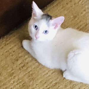 Bailey Domestic Short Hair Cat
