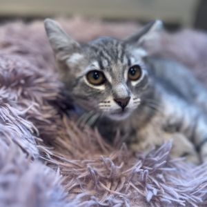Crysta, Baby Female Domestic Short Hair