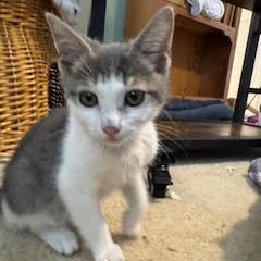 Clarence Domestic Short Hair Cat
