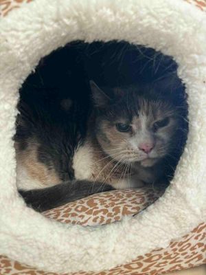 Dora, Senior Female unknown