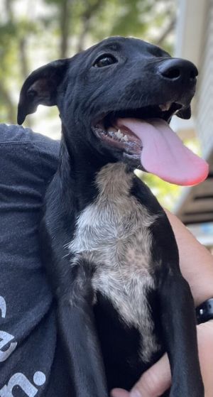 Stitch, Baby Male Mixed Breed