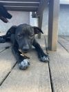Stitch photo 6