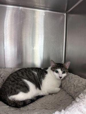 Name Daisy Age 1 Year 6 Months Breed Domestic Shorthair Tabby Gender Female Meet Daisy Daisy is