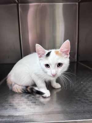 Name Chloe Age 9 Weeks Breed Domestic Shorthair Calico  White Gender Female Meet Chloe Chloe