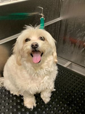 Gigi Maltese Dog