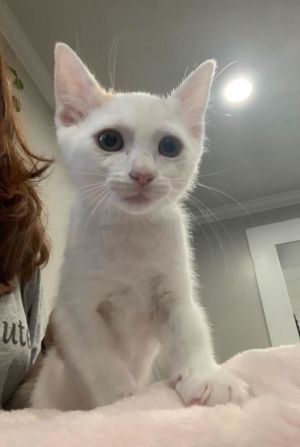 Trula Domestic Short Hair Cat