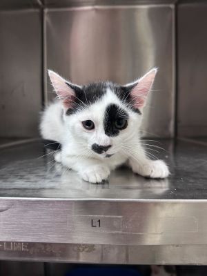 Moo Domestic Short Hair Cat