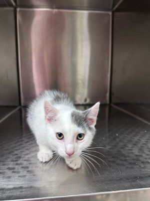 Name Gary Age 9 Weeks Breed Domestic Shorthair Grey  White Gender Male Meet Gary Gary is a 9