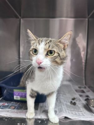 Name Belch Age 15 Years Breed Domestic Shorthair Tabby Gender Male Meet Belch Belch is a 15-y