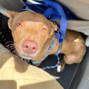 Amber FS, Adult Female Cattle Dog