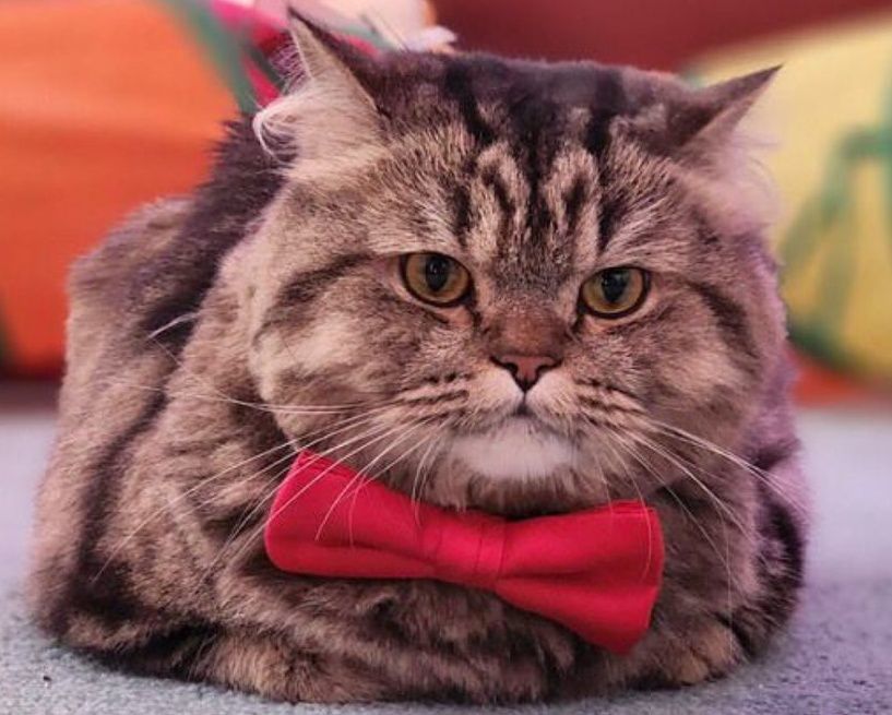 Teddy, an adoptable Persian in Snow Hill, MD, 21863 | Photo Image 1