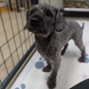 Bubba, Young Male Yorkshire Terrier