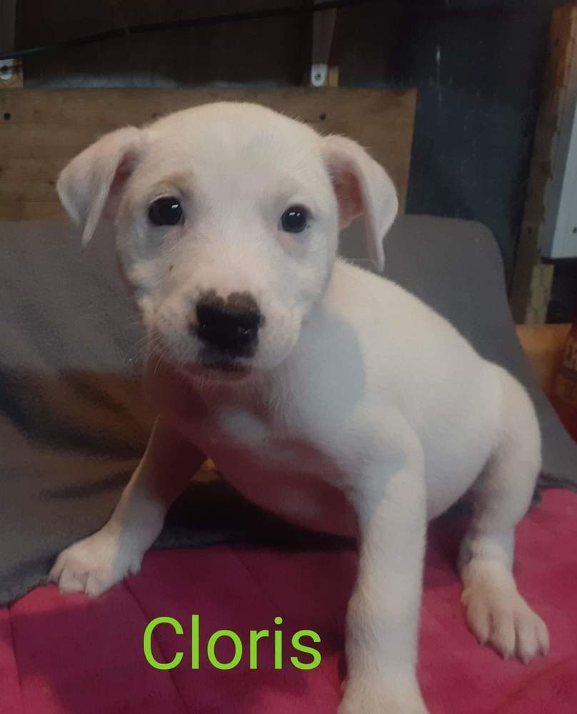 Cloris