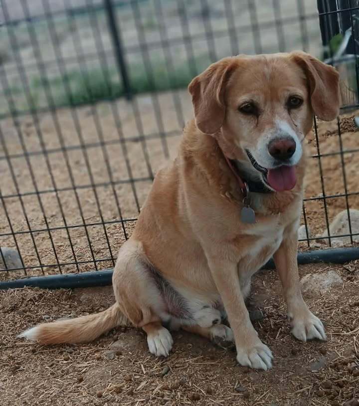 Buddy, an adoptable Beagle, Labrador Retriever in Challis, ID, 83226 | Photo Image 1