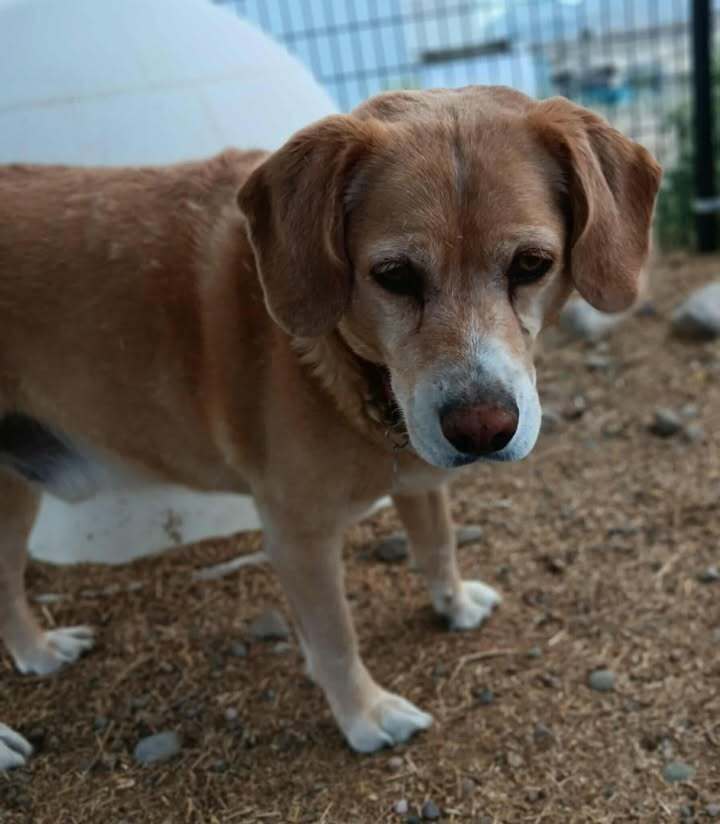 Buddy, an adoptable Beagle, Labrador Retriever in Challis, ID, 83226 | Photo Image 3