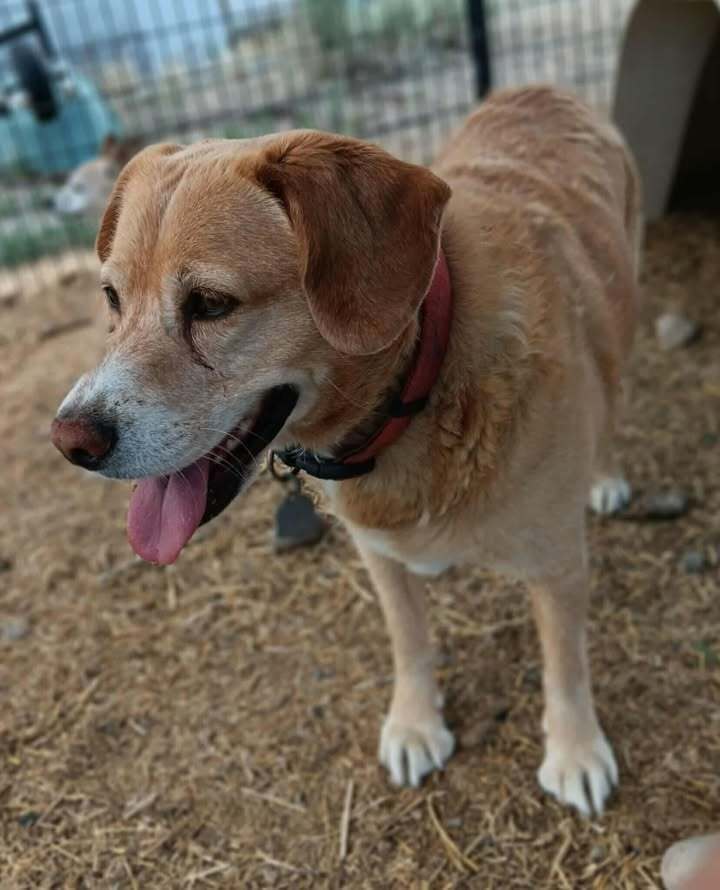 Buddy, an adoptable Beagle, Labrador Retriever in Challis, ID, 83226 | Photo Image 4