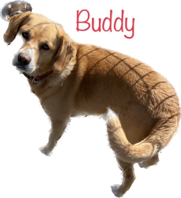 Buddy, an adoptable Beagle, Labrador Retriever in Challis, ID, 83226 | Photo Image 5