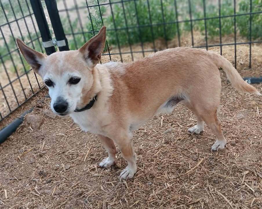 Odie, an adoptable Chihuahua in Challis, ID, 83226 | Photo Image 1