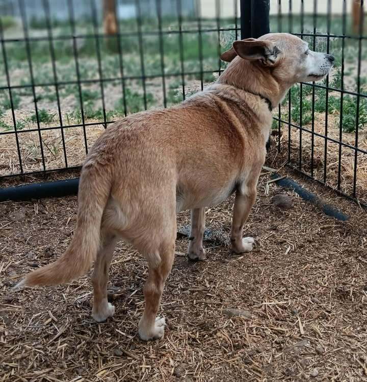 Odie, an adoptable Chihuahua in Challis, ID, 83226 | Photo Image 2