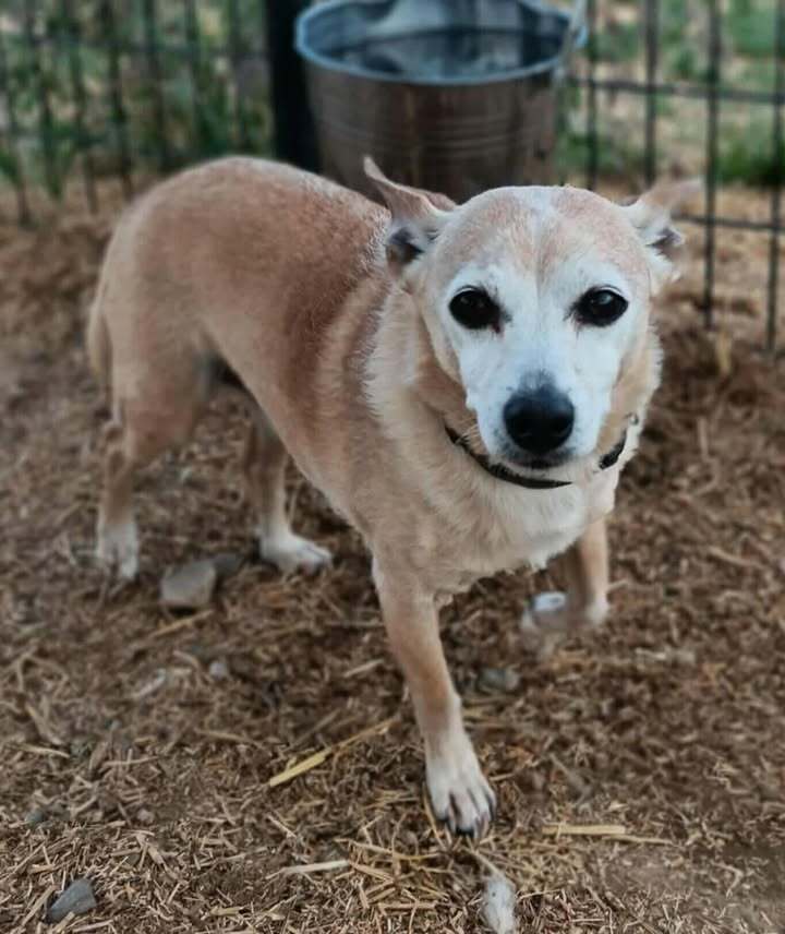Odie, an adoptable Chihuahua in Challis, ID, 83226 | Photo Image 3