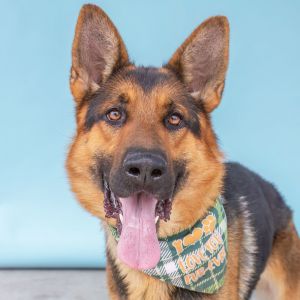 A5706261 Meet Bear a young energetic alert playful curious goofy friendl