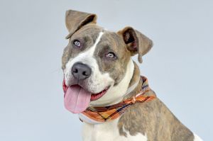 A5706537 Newt is a 7 month old Pitbull puppy He is so sweet and eager to play