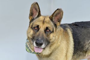 A5705311 Meet Nico a large German Shepherd with a heart full of love Nicos g