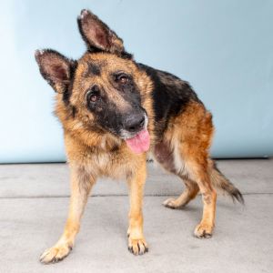 A5705309 Meet Claire a gentle soul with a heart full of love Her sweetness is