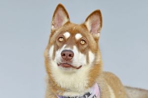 REBA Siberian Husky Dog