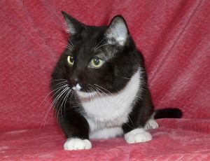 A5694403 Meet Ash the dapper gentleman with a heart of gold Ash is the epitom