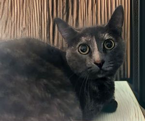 A5706059 Meet Casanova the Shy Beauty with a Heart of Gold Dont let the name fool you - this Cas