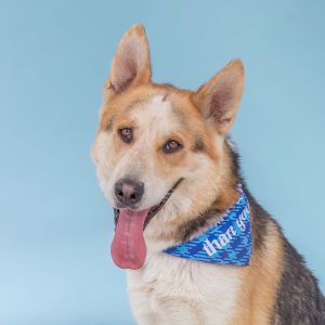 SACURA German Shepherd Dog Dog