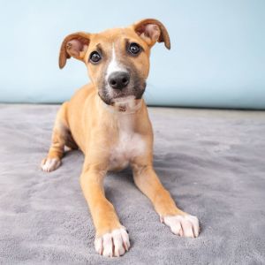 A5701016 Meet Nichole She is one amongst a litter of puppies who found themsel