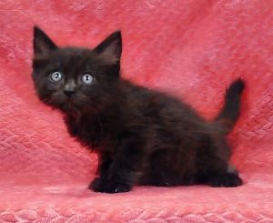 A5701120 Meet Lucas the Tiny Panther with a Big Heart Prepare to fall head over heels for this ad