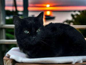 A5704936 Meet Patsy the Petite Panther with a Big Heart This beautiful black 
