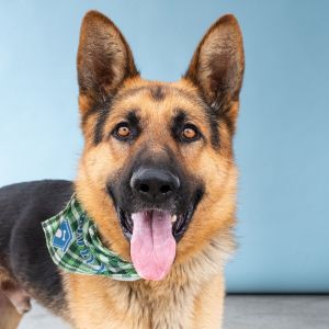 MAX German Shepherd Dog Dog