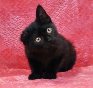 A5705171 Meet Vincent Van Gogh the Artistic Soul with a Unique Look This gorg