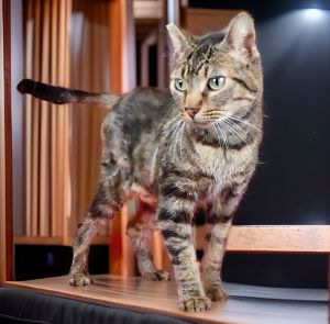 A5700222 Meet Lily the Gorgeous Tabby Queen Looking for a feline friend with 