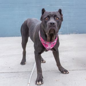 A5704613 Meet Stacy  a 4-year-old Cane Corso with a gorgeous velvety black coat and the most soulfu