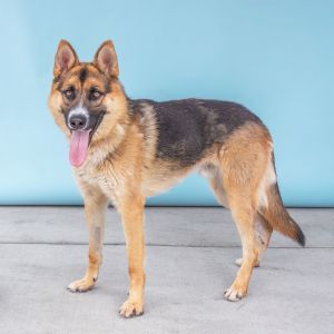 A5699149 Meet Adam  a 5-year-old German Shepherd mix and a magnificent teddy be