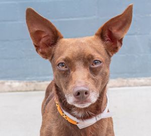 A5705379 Say hello to Bruno  the perfectly dapper 5-year-old Chihuahua with a 