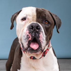 A5701285 Meet Athena a large gentle giant and charming canine companion waiting to share her love