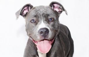 A5620347 Meet Lollipop Sweet gentle and a literal fur angel is what Lollipop i
