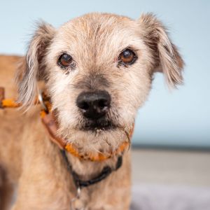 A4217451 Meet Max  a 16-year-old terrier mix with all the scruffy charm of a b