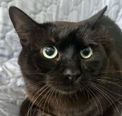 A5706314 Meet Tiger the Gentle Shadow Seeking Sunshine Dont let his name foo